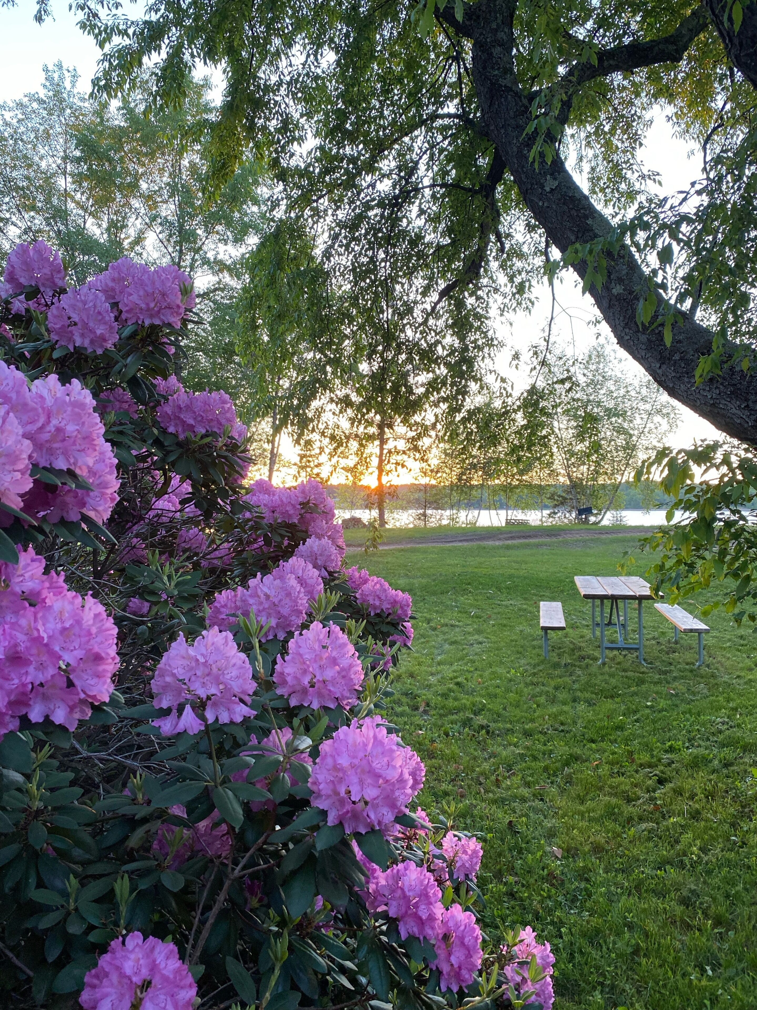 Early June bloom! Wish it stayed like this all summer long!