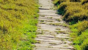 Ein hölzerner Weg führt zum Strand, umgeben von grünen Wiesen.