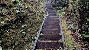 Eine Treppe aus Holz führt einen steilen Hügel hinauf, umgeben von dichter Vegetation und felsigem Gelände.