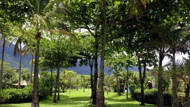 A tropical garden with palm trees and a dirt path. - Guaeca, the paradise of the North Coast. (São Paulo)