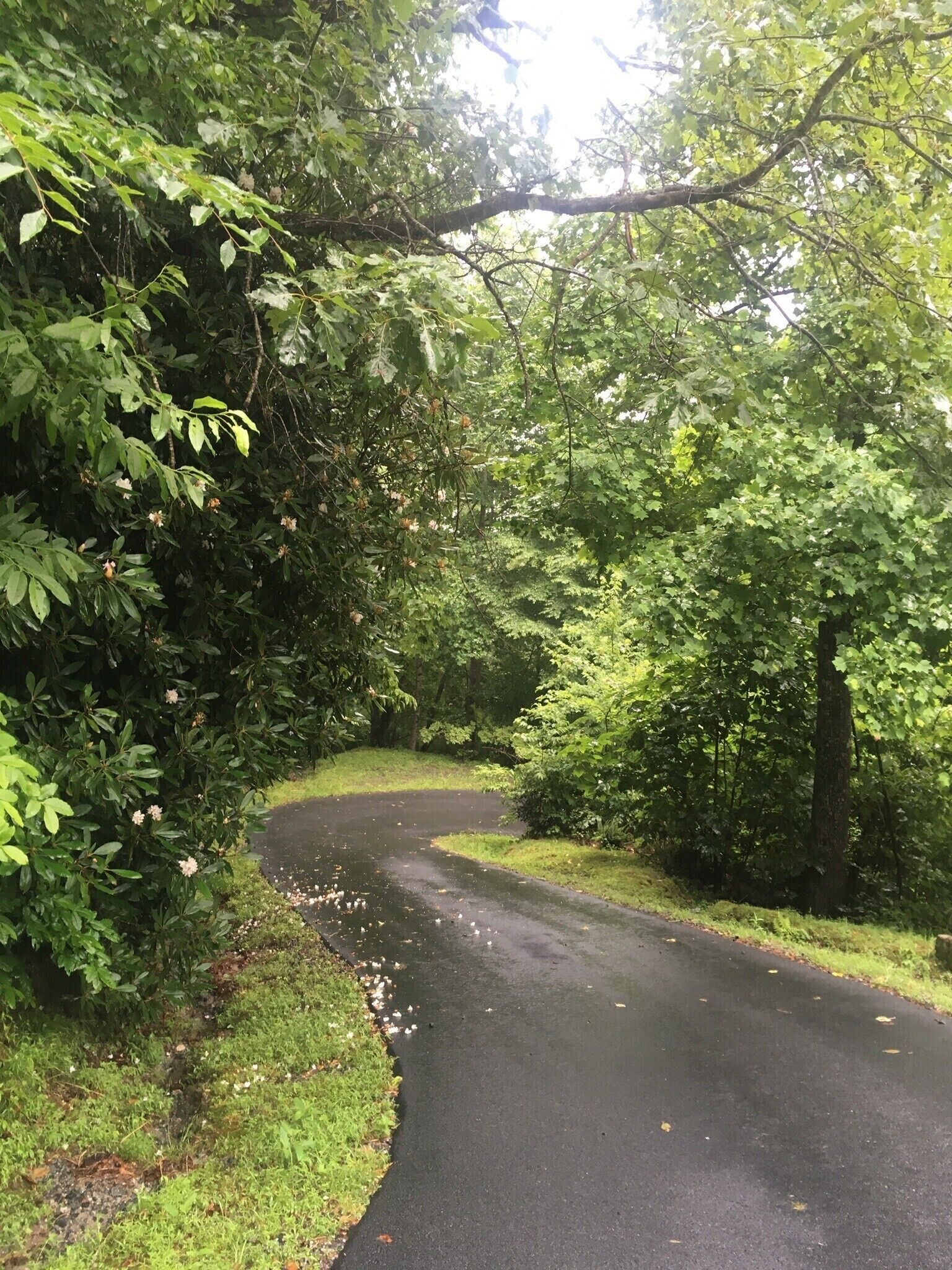 A winding road surrounded by dense greenery and trees.