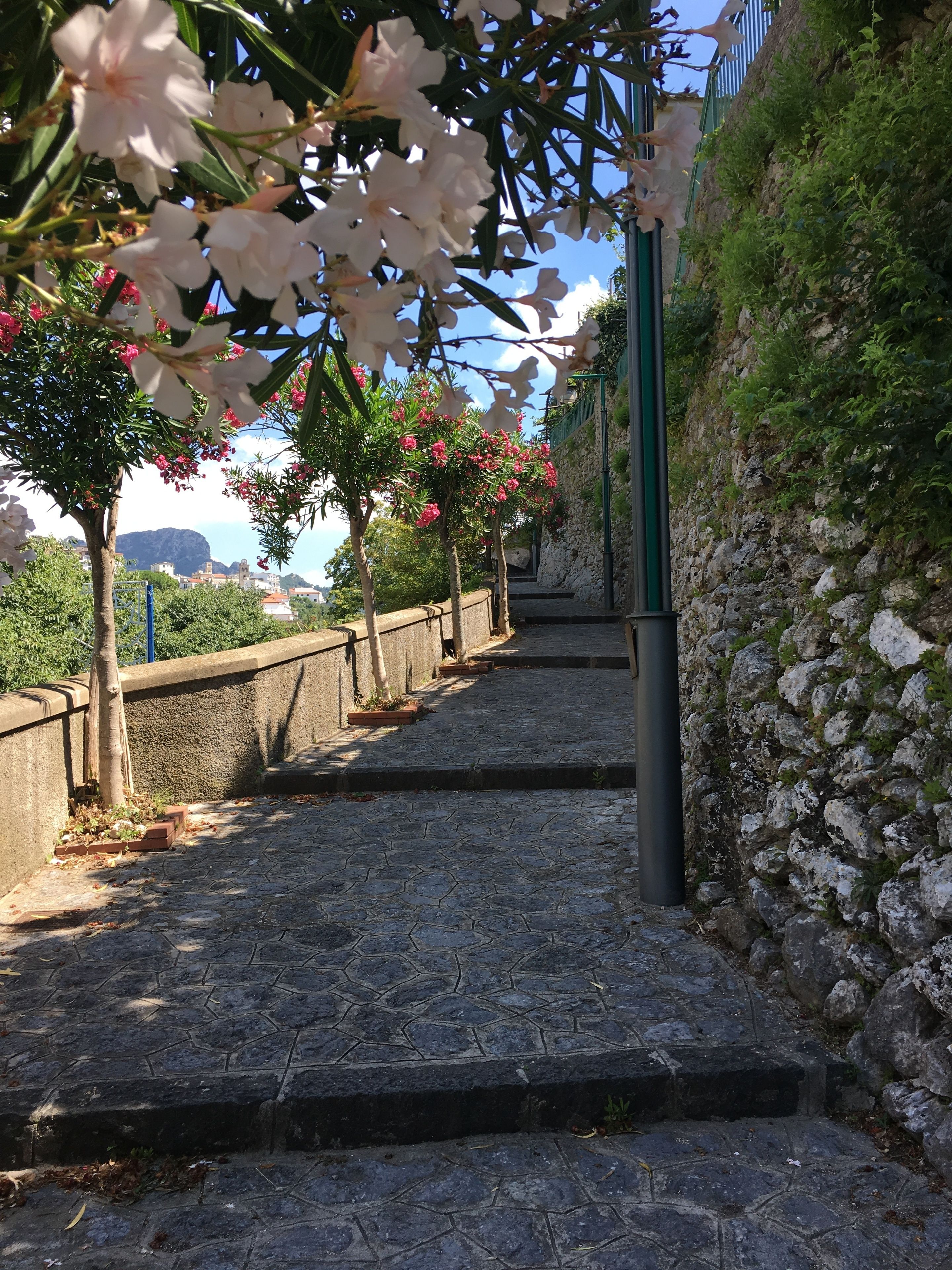 Um caminho de pedra com degraus que conduzem a uma colina, rodeado por árvores com flores cor-de-rosa e uma parede de pedra.