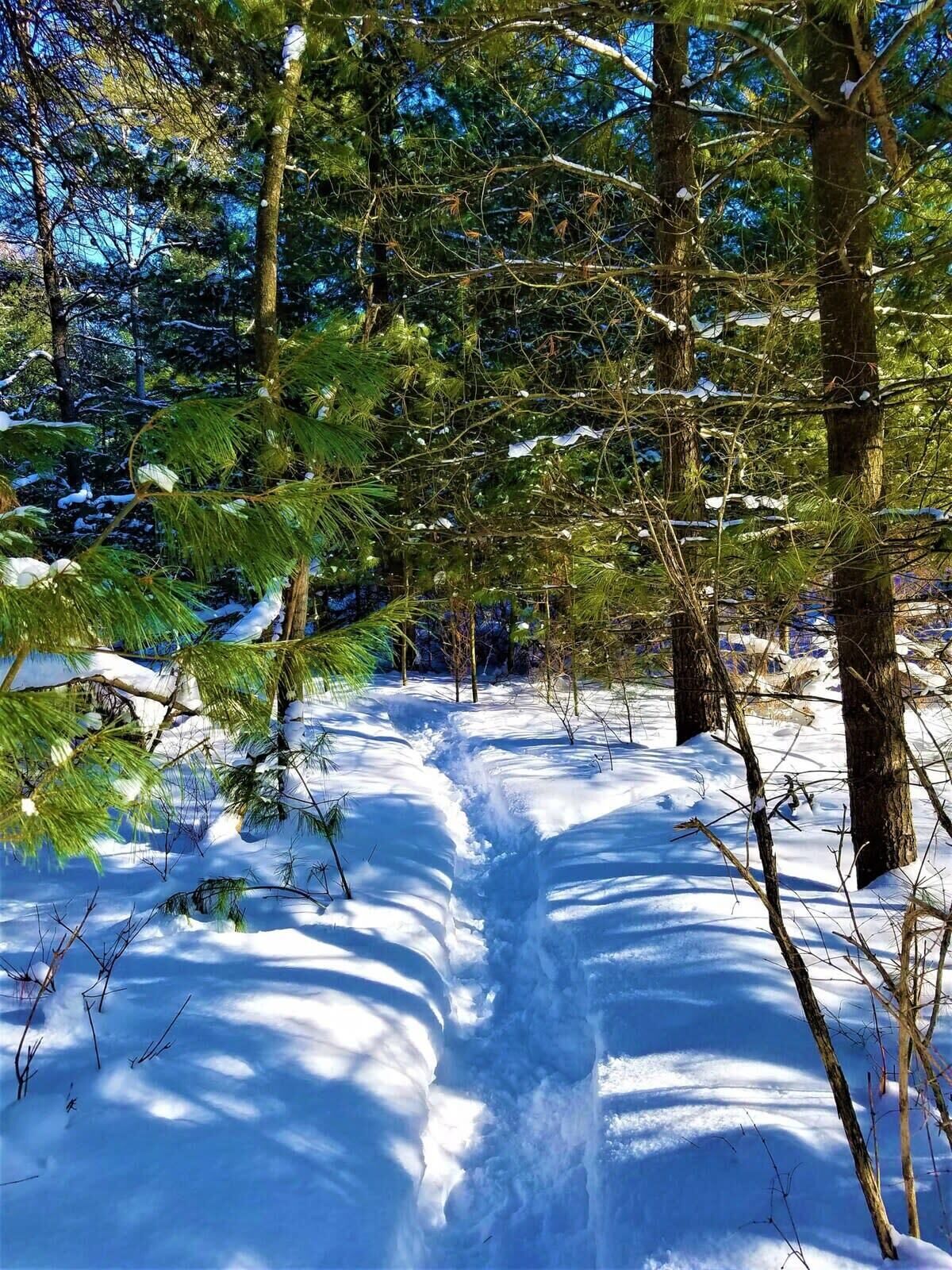 Un sentier enneigé traversant une forêt dense, où les arbres à feuilles persistantes sont nombreux.