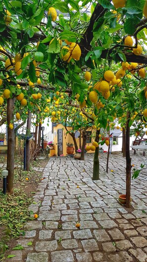 A cobblestone pathway leading to a building with a yellow facade and a door. - Lulu's Lemon Grove, vacation among the lemons! (Minori)