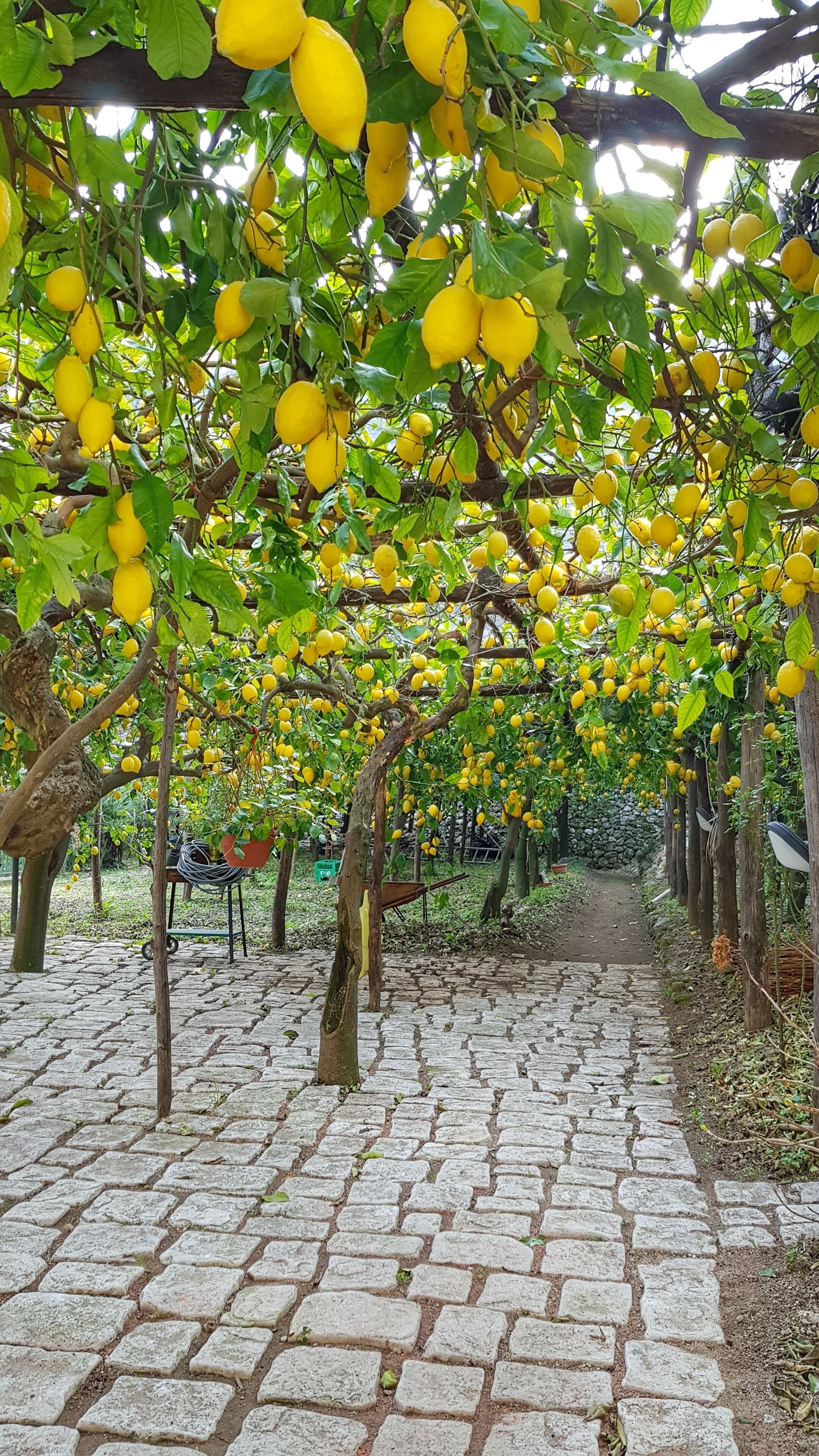 Un camino empedrado que serpentea a través de un naranzal con árboles cargados de fruta.