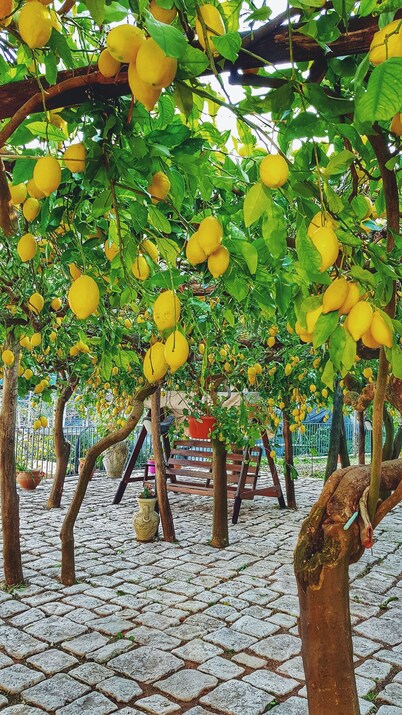 Lulu's Lemon Grove, vacation among the lemons!