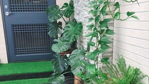 A potted plant arrangement near a building entrance with a stone wall and a metal door. - Come Home Travel (Tainan)