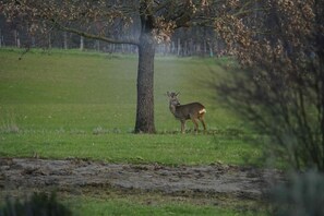 Um veado em um campo gramado com uma árvore ao fundo.