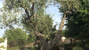 A stone wall with a tree in a planter, a wooden fence, and a stone building in the background. - Villa Valentina - Authentic Stone House in the heart of Puglia (Cisternino)