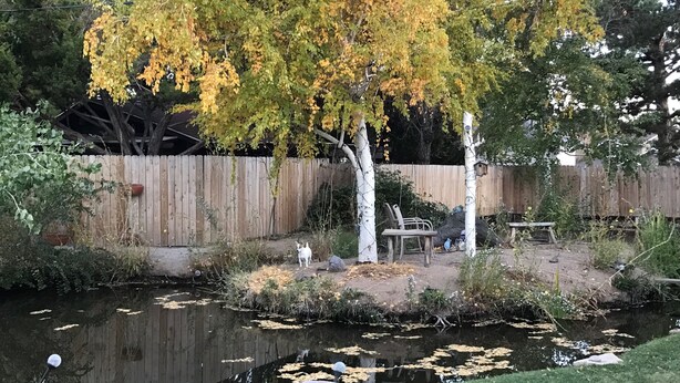 A backyard with a pond, a wooden fence, and a bench. - Beautiful  Spacious Suite w/private entrance (Bishop)