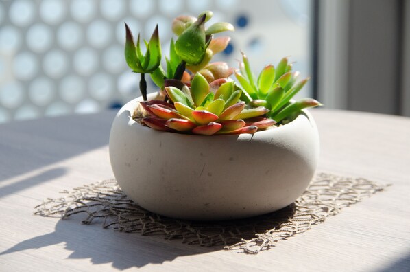 Una planta suculenta en maceta sobre una superficie de madera, con un mantel de encaje debajo.