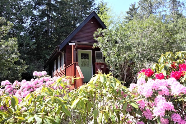A small cabin with a green door and a wooden porch, surrounded by lush greenery and flowering bushes.