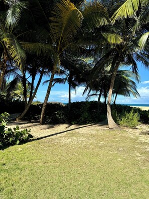 Property grounds - Beachfront Tropical Paradise with Private Terrace and Direct Beach Access 🏝 (Manatí)