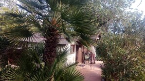 A pathway leading to a building surrounded by dense foliage, including palm trees and other greenery. - My holiday refuge in the Northeast of Mallorca (Font de Sa Cala)