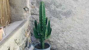 A cactus plant in a grey pot on a wooden deck next to a stone wall and a swimming pool.