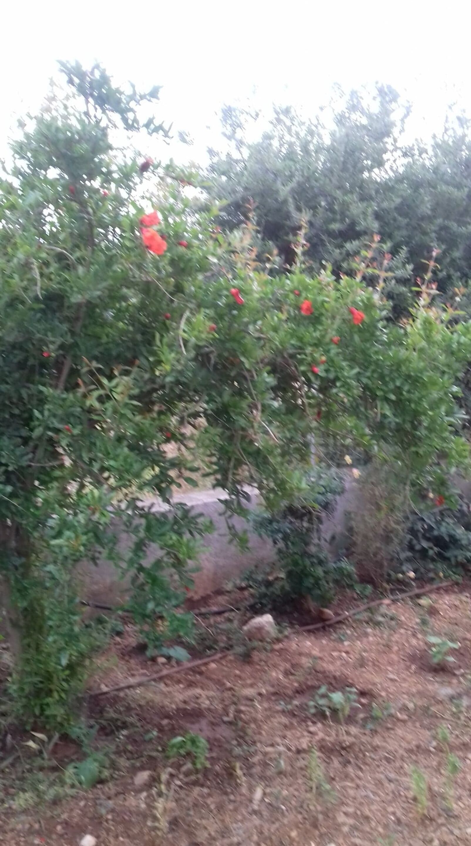 A garden with green foliage and red flowers.
