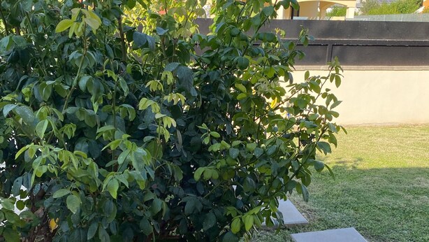 A well-maintained garden with a variety of shrubs and a paved walkway. - semi-detached house n residential area (Quartu Sant'Elena)