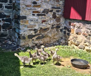 Enceinte de l’hébergement
