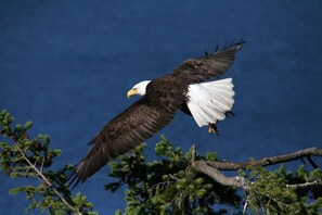 A bald eagle in flight with a clear blue sky in the background.