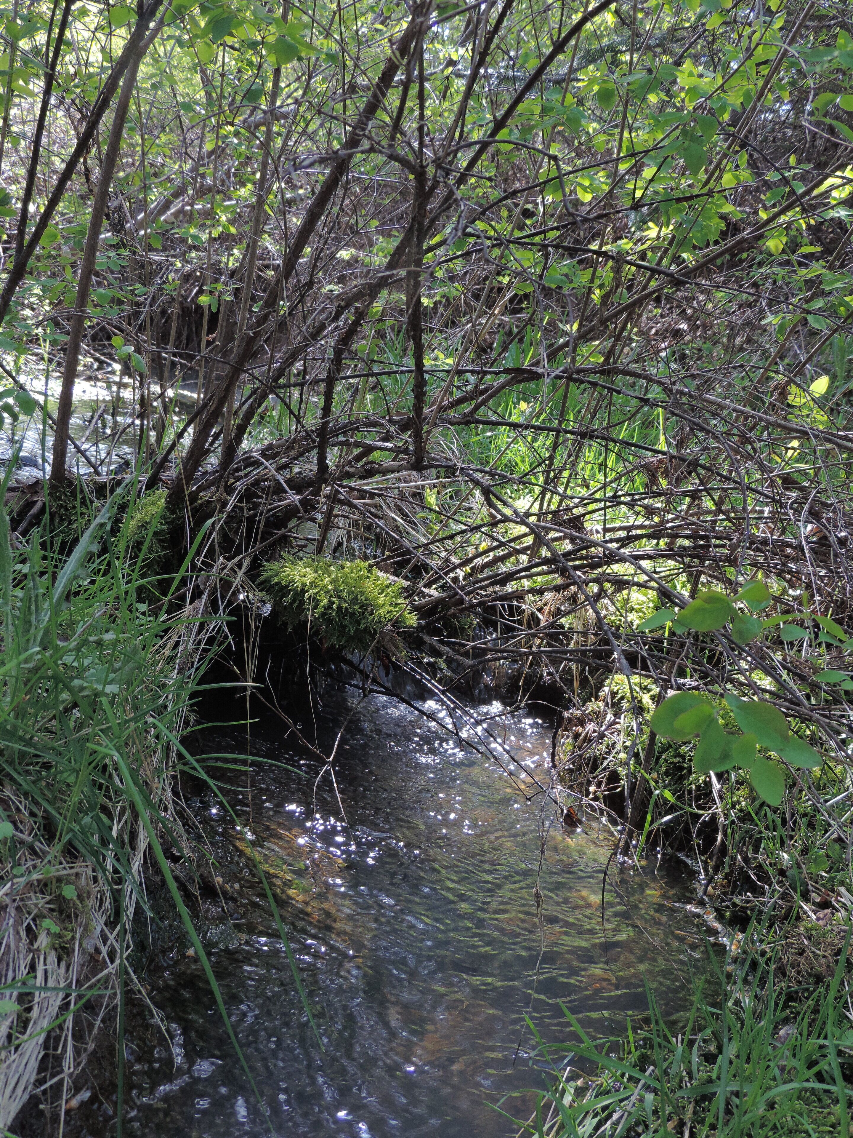 A small stream flowing through a densely wooded area with overhanging branches and lush greenery.