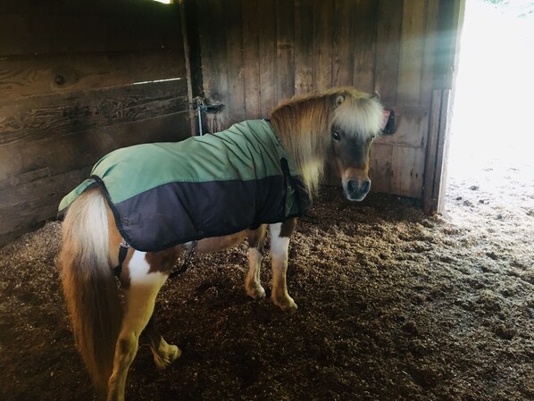 A horse in a stable with a green and black blanket. - BunkHouse Retreat at Minto-Brown Island Salem Oregon (Salem)