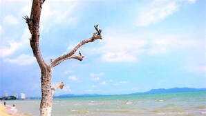 Ein Strand mit einem abgestorbenen Baum im Vordergrund und blauem Himmel.