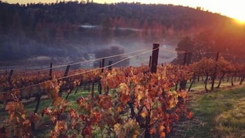 A vineyard with rows of grapevines and a fence.