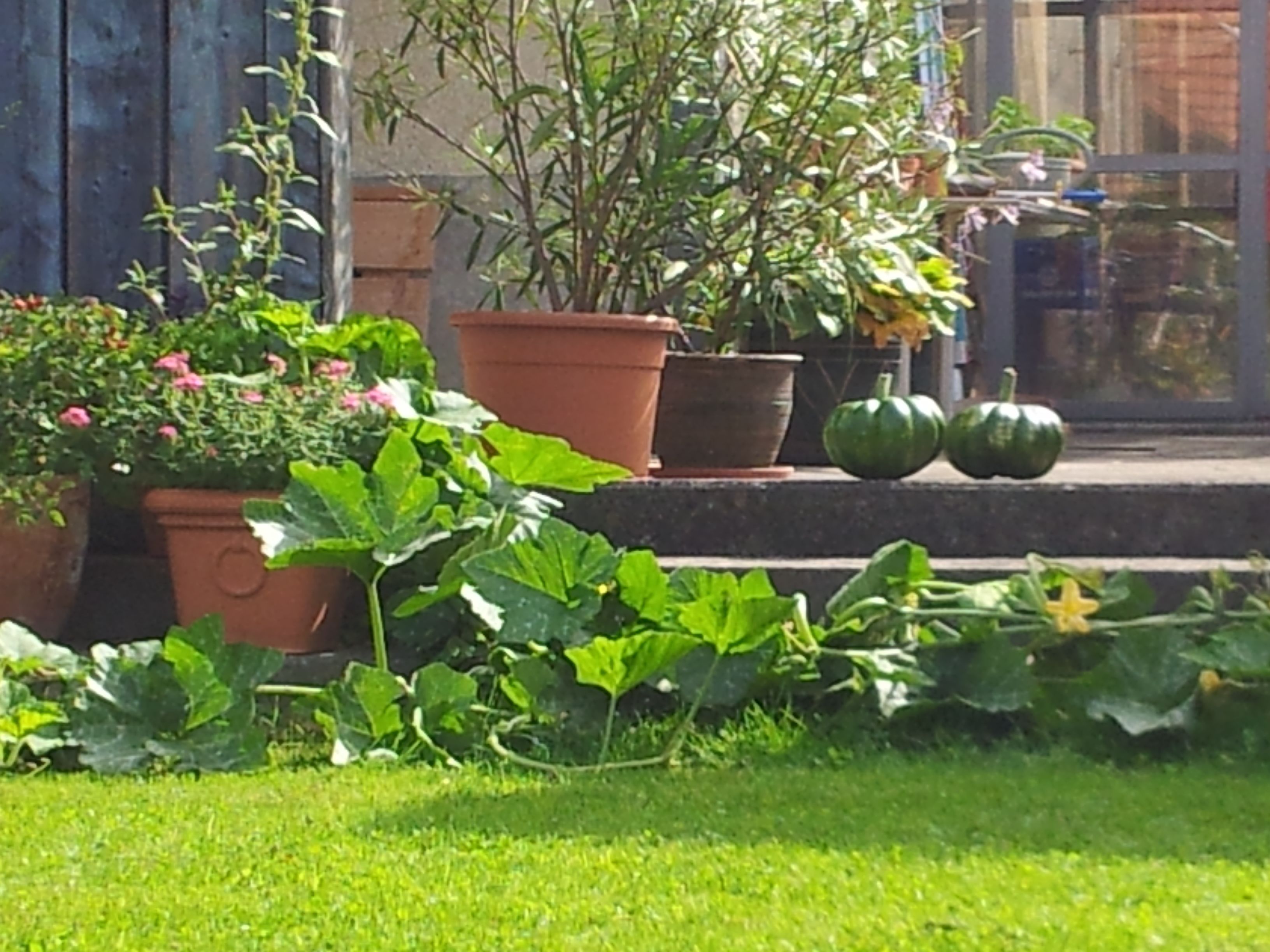A garden with potted plants and a small pumpkin on the steps.