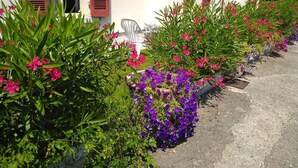 Uma fileira de vasos com plantas de flores rosa e roxa em frente a um prédio com persianas vermelhas.