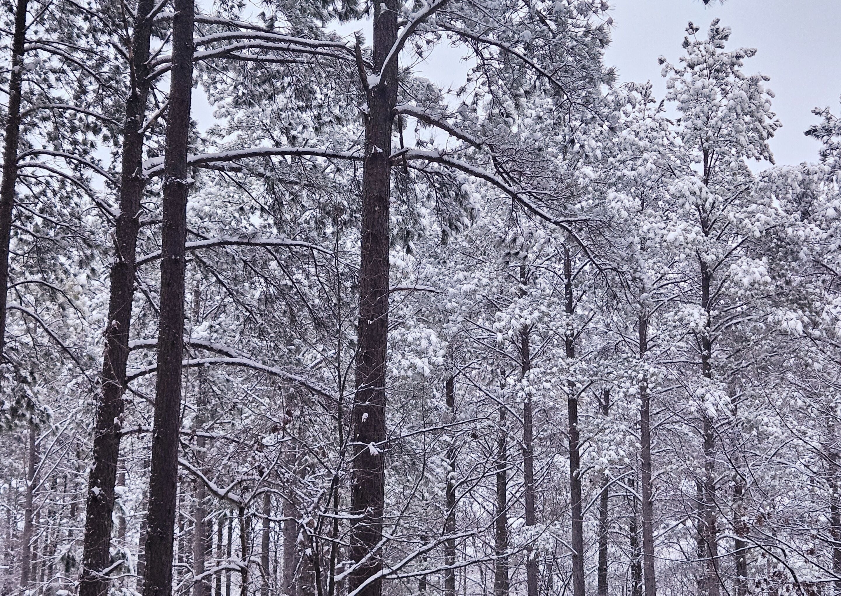 Un bosque tupido de árboles altos cubiertos de nieve.
