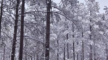 Un bosque tupido de árboles altos cubiertos de nieve.