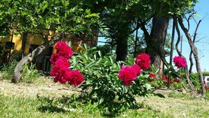 Un jardin aux fleurs roses éclatantes et au feuillage verdoyant, un bâtiment jaune et des arbres en arrière-plan.
