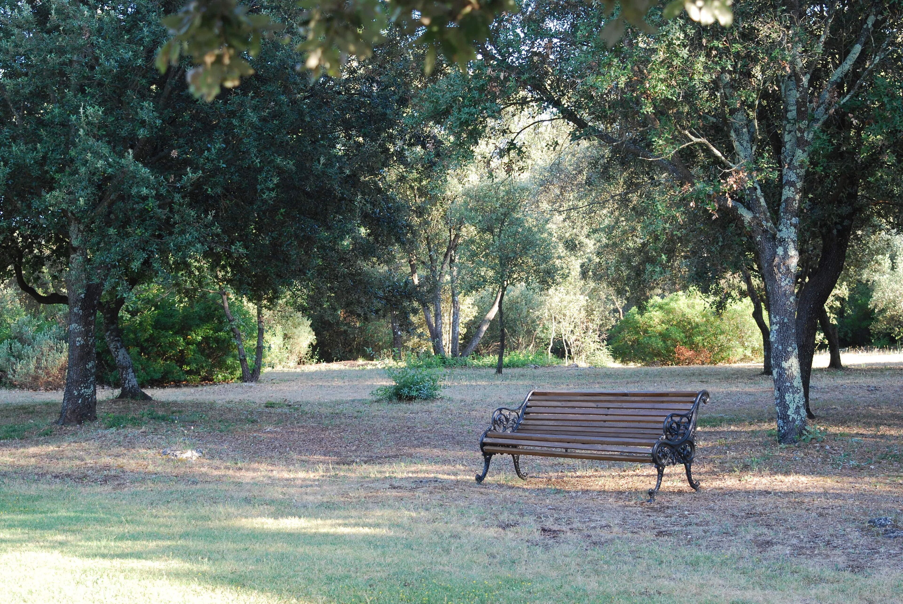 Un parque con un banco solitario rodeado de árboles.