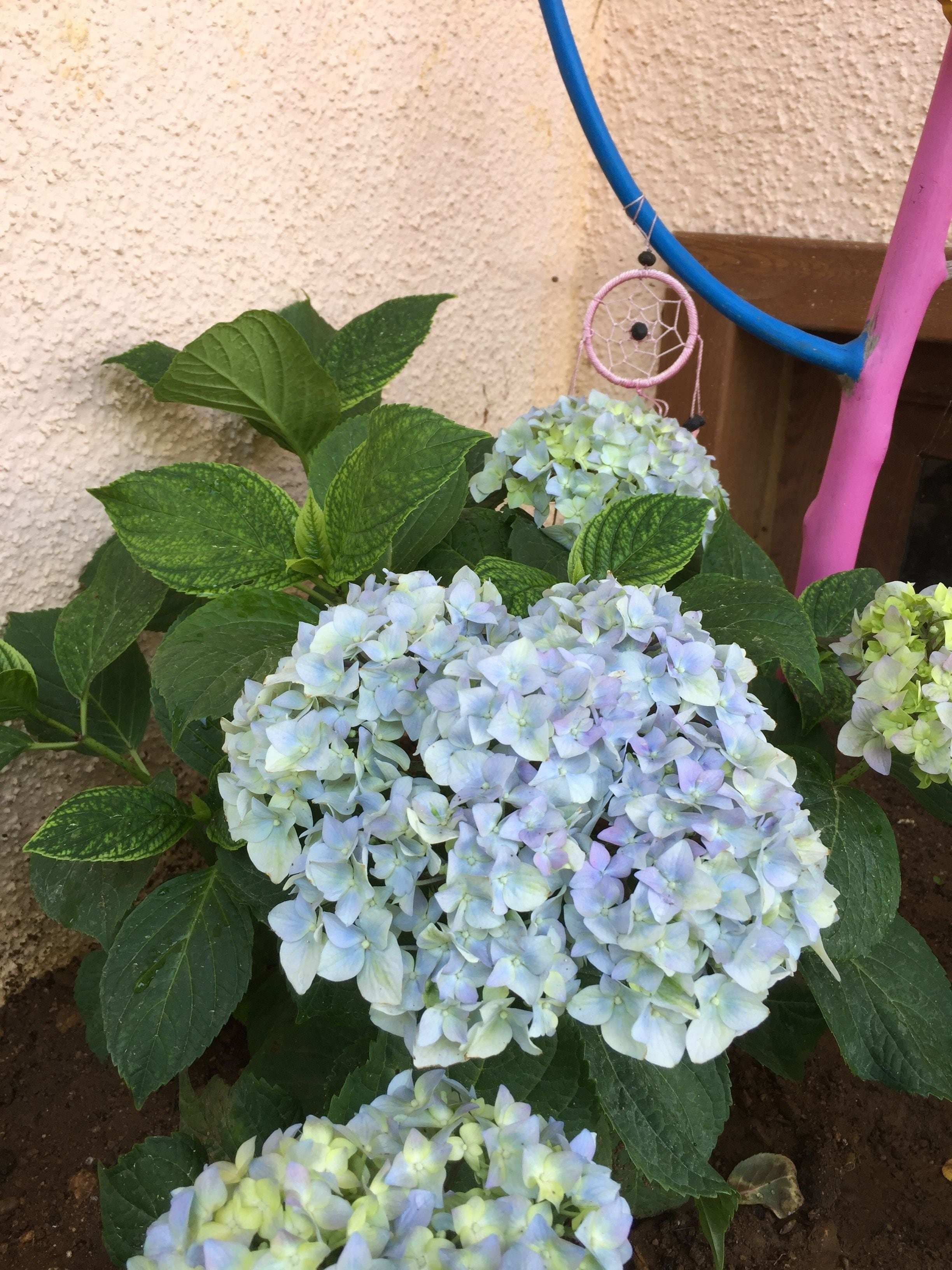 A garden with hydrangea plants and a blue garden hose.