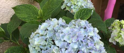A garden with hydrangea plants and a blue garden hose.