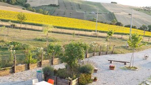 A rural landscape with a field of yellow flowers, a gravel path, wooden fences, and scattered greenery.