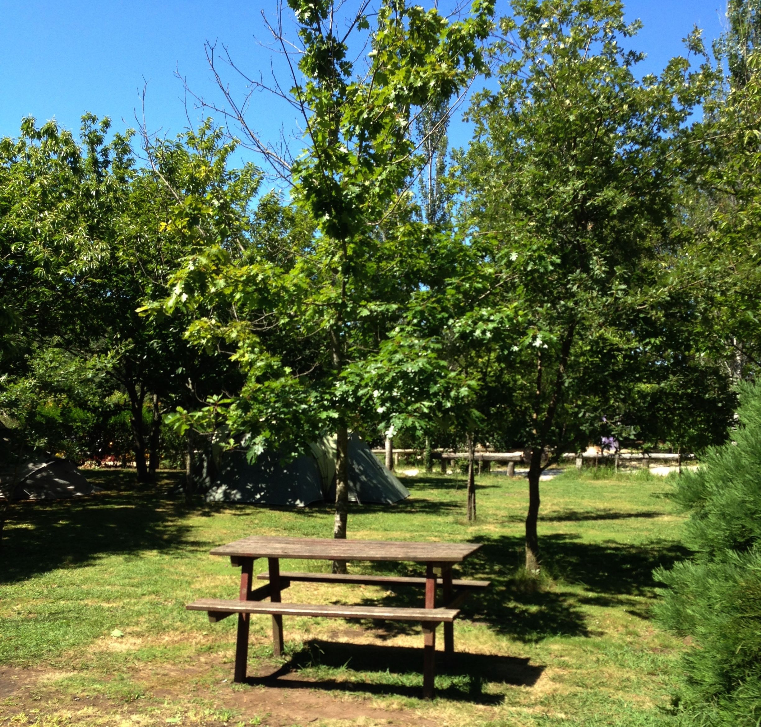 Ein Picknicktisch in einem Park mit Bäumen und einem Zelt im Hintergrund.