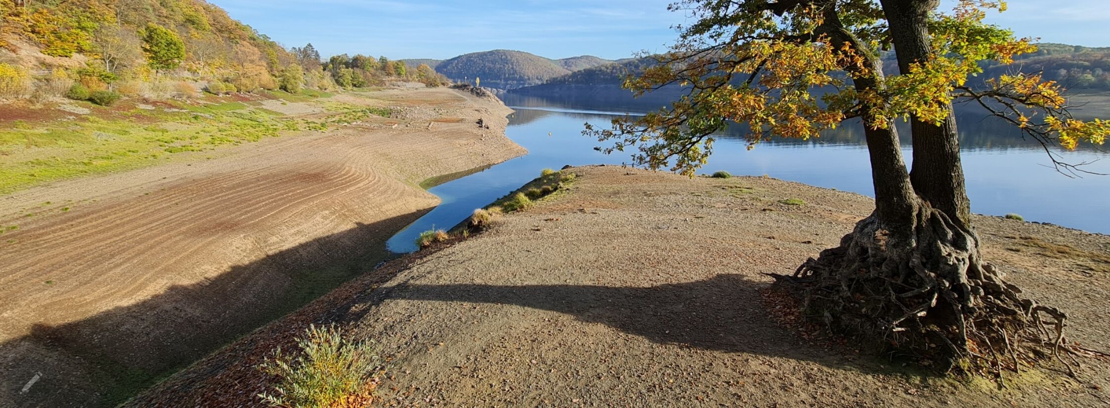 A gravel path leading to a lake with a tree on the right.
