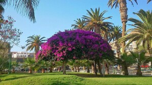 A lush garden with palm trees and vibrant purple bougainvillea flowers. - Hotel Concorde (Arica)
