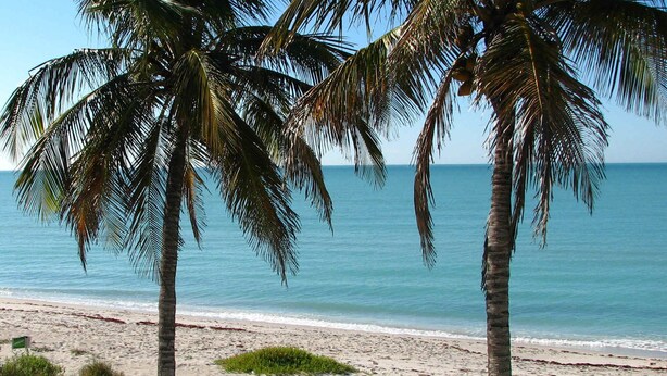 A beach with palm trees and a clear view of the ocean. - Direct Gulf View, Beach Condo on Manasota Key, FL (Englewood)
