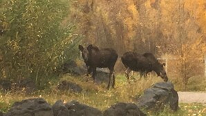 A natural landscape with a road, rocks, and a group of moose grazing. - Fantastic and Fun “O Canada" Yurt, sleeps 4 (Rigby)