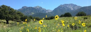 Un campo de flores amarillas con montañas al fondo.