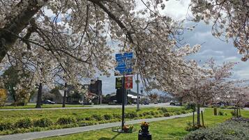 A park with cherry blossoms, a sign for Broadview Mall, and a 50+ channels sign.