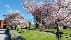 A roadside view of a motel with cherry blossom trees in full bloom. - Broadview Motel (Cheviot)