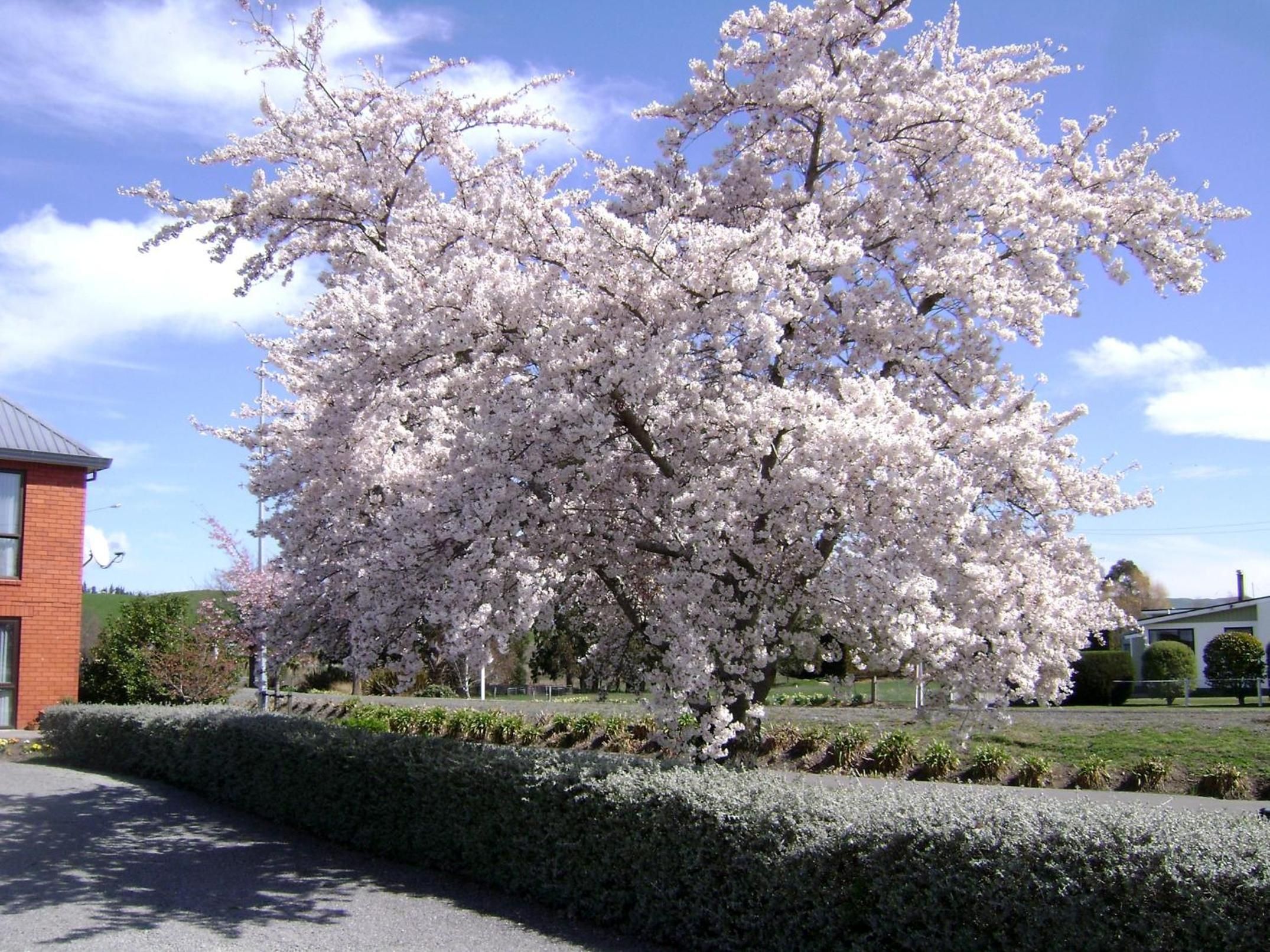 A cherry blossom tree in full bloom in a landscaped area with a building in the background.