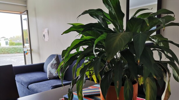 A potted plant on a table with a notebook and a red placemat. - Broadview Motel (Cheviot)
