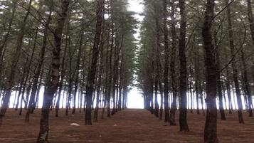 A forest with tall trees and a clear sky.