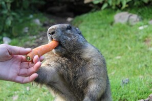 Niet-geclassificeerde afbeelding, 2 van 51, knop