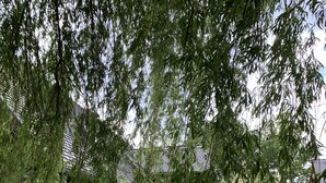 Ein Backsteinhaus mit grüner Tür, ein kleiner Garten mit gepflastertem Weg und ein Baum mit weißen Blüten.