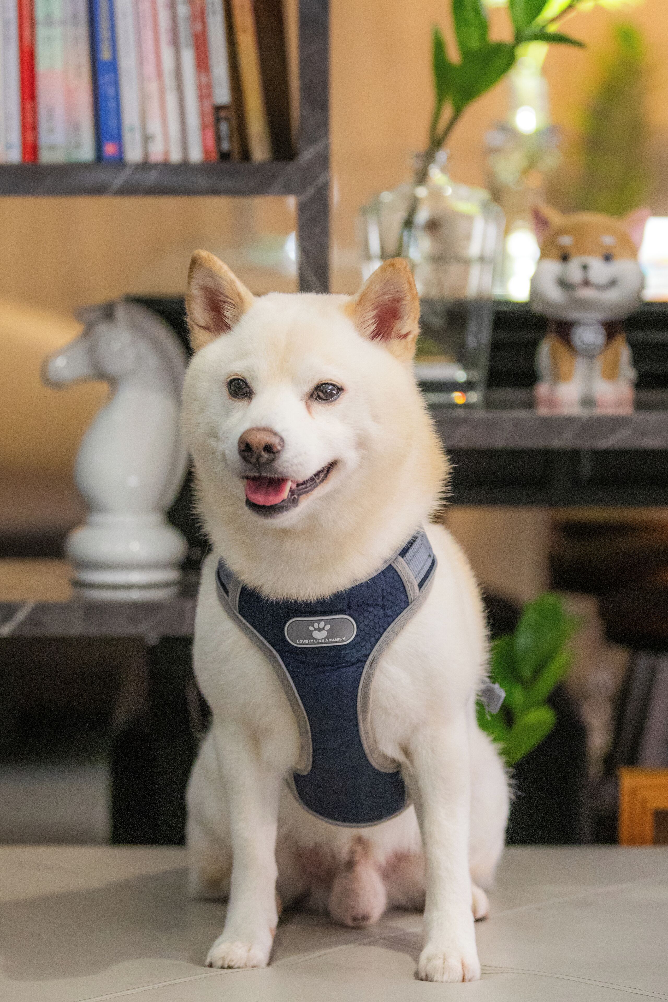 Um cão branco com coleira sentado sobre um chão de azulejos, com uma estante de livros e objetos decorativos ao fundo.